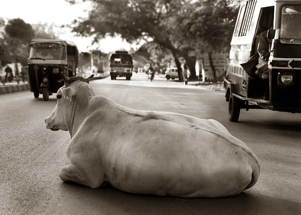 Teste de gravidez para vacas: tecnologia inovadora e prática