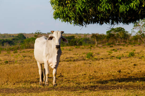 Ultrassom em Vacas: Aplicativos Práticos e Econômicos